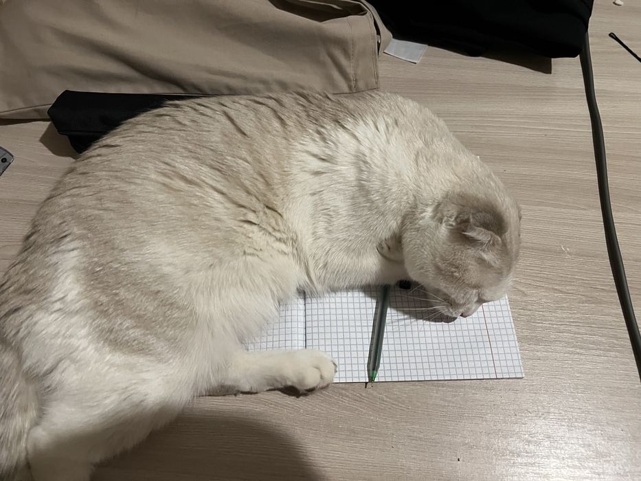 Ласковая кошка ищет себя хозяина