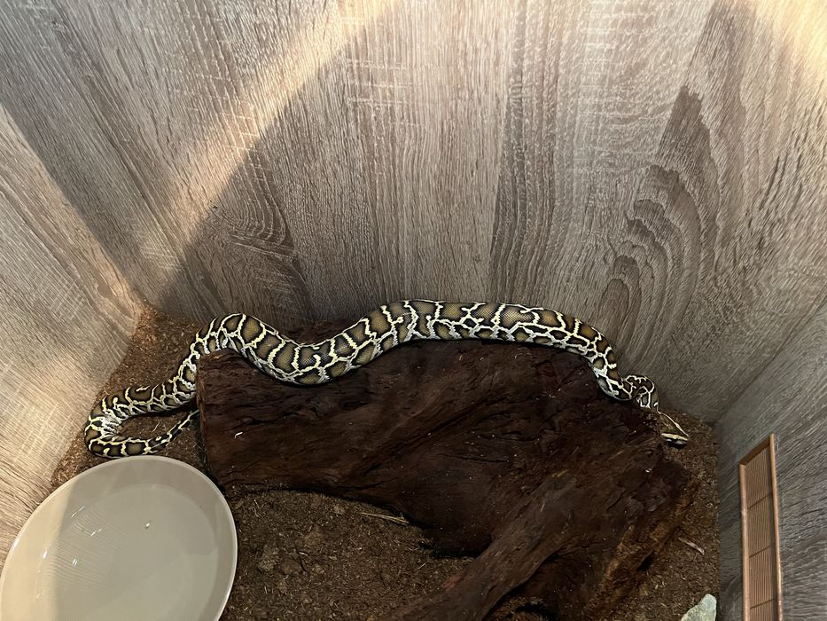 Vand Piton Birmanez,Birman/șarpe.