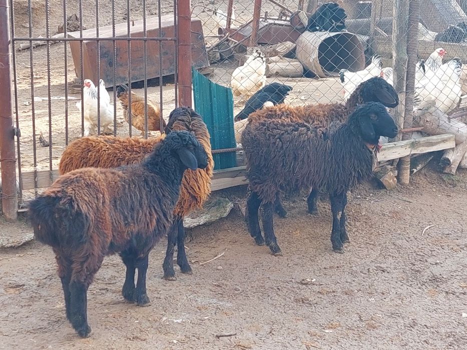 Еркек и ургашы токтылар сатылады