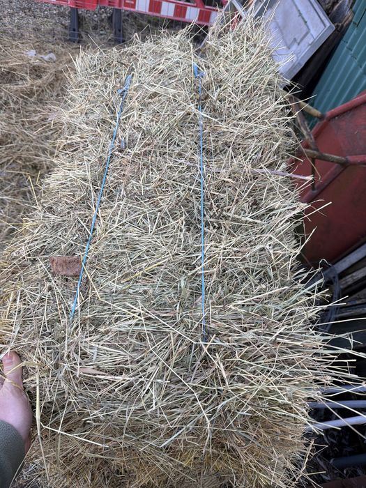 Baloti lucerna de vanzare