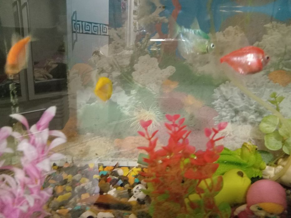 Продам аквариум с рыбками