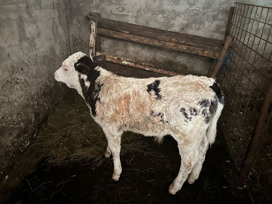 Vând vacă cu vitel