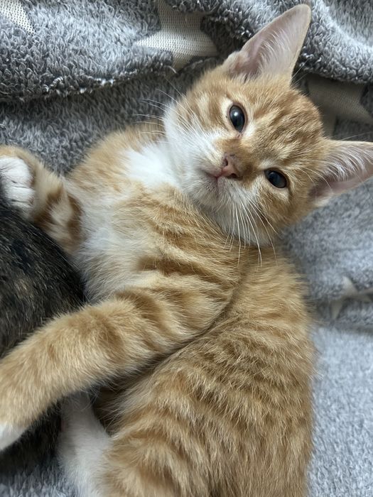 отдаю котят в добрые руки