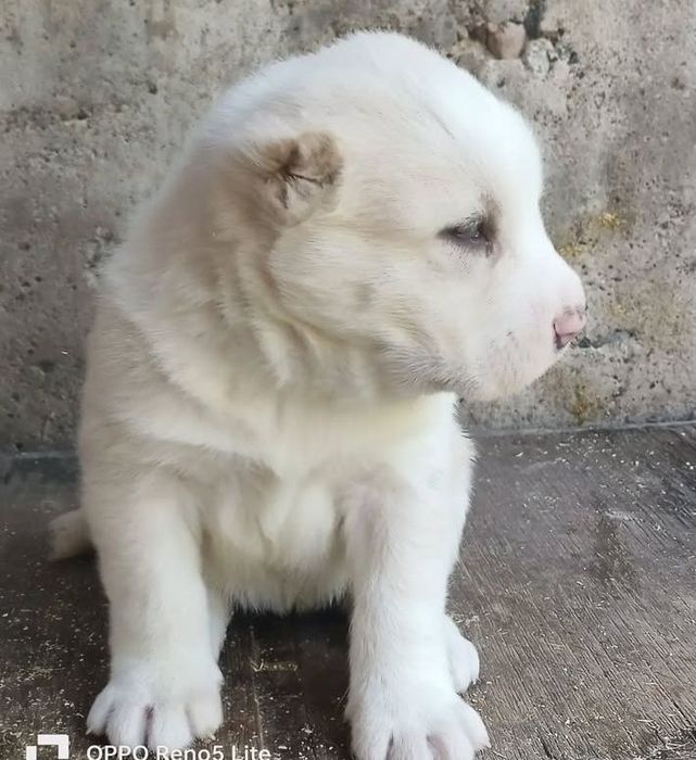САО Алабай Щенки