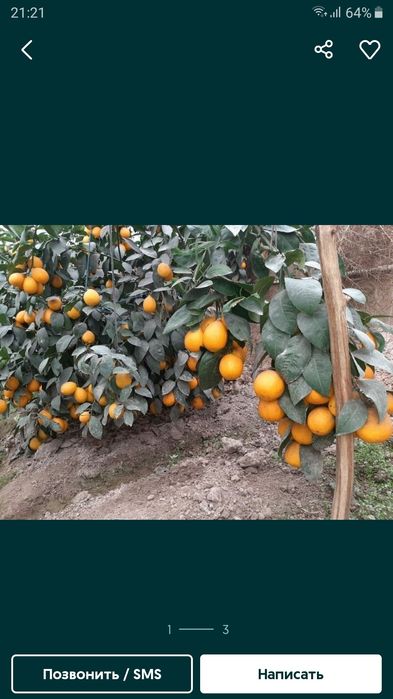 Лимон кучатлари сотилади