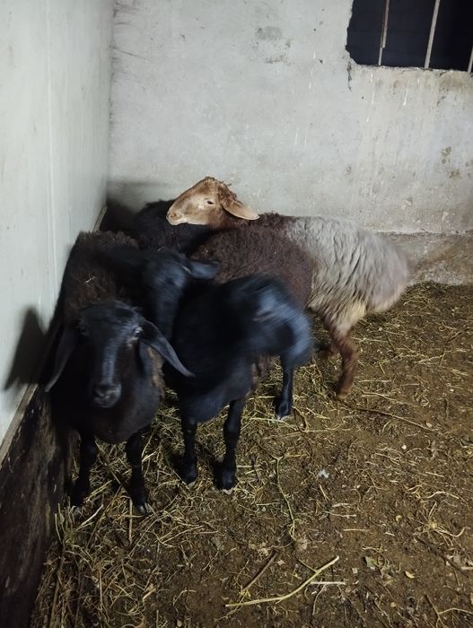 Овцы гусарская порода