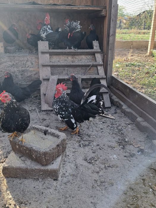 Vând familii de găini americane