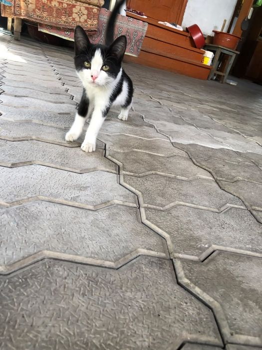 Отдам котенка в добрые руки