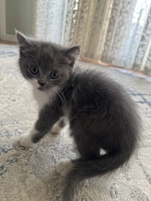 Скотш страйт сотилади 2ойлик киз бола