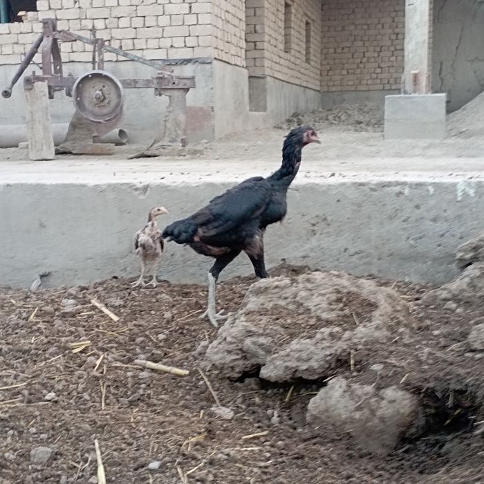 Витнам чистый зот