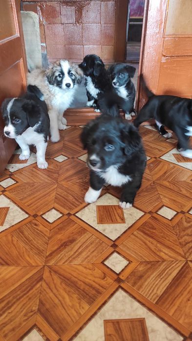 Отдам щенков в добрые руки.