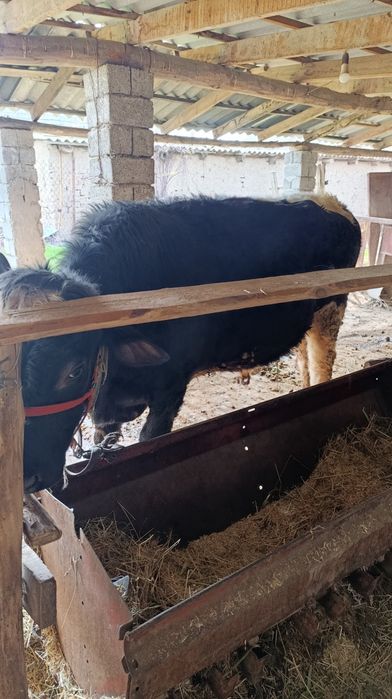 Екі жасар тоқал бұқа саттылады Қайнарбұлақ ауылында.