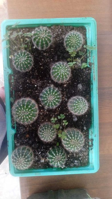 Кактусы бесплатно