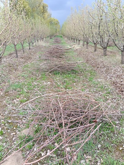 Дрова и ветки бесплатно