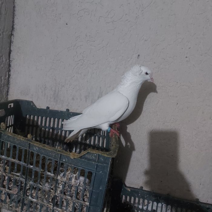 Бели чубати бровястые самец