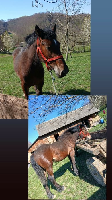 Vând mânz, detalii în privat