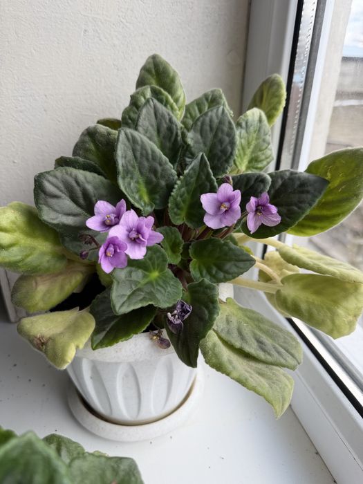 Цветы комнатные разные