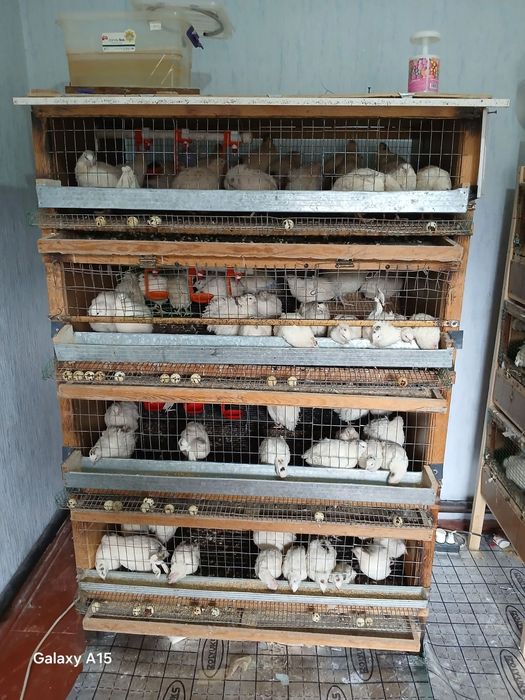 Beliy gigant bedana Inkubatsion tuxum va jo'jasiga zakaz olamiz