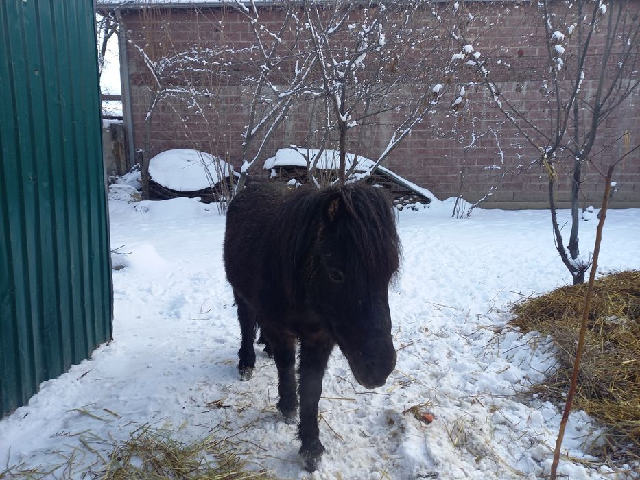 Продам Пони жеребец