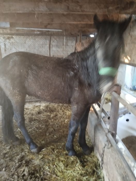 Продам жеребца 2,5 года