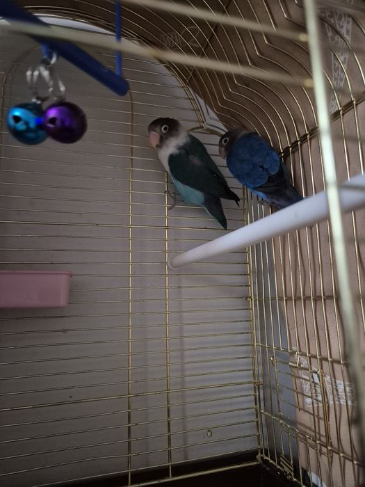 18000 неразлучники