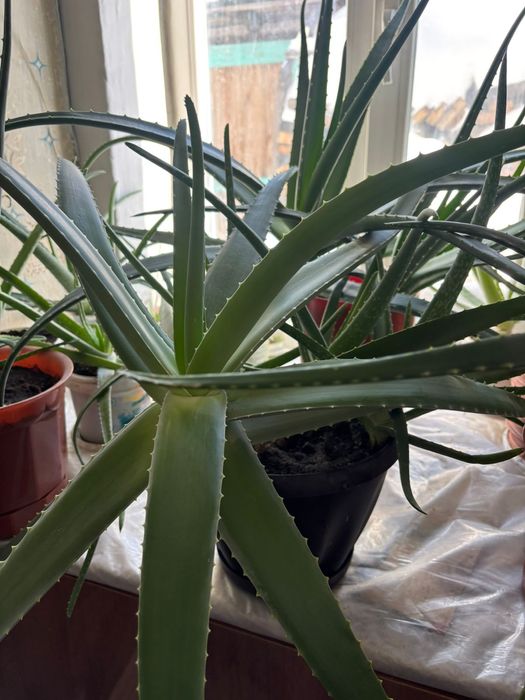 Алоэ       продам