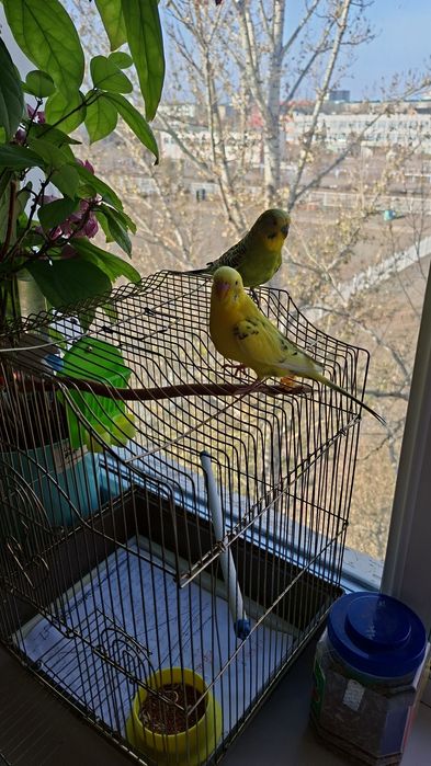 Продам двух попугаев