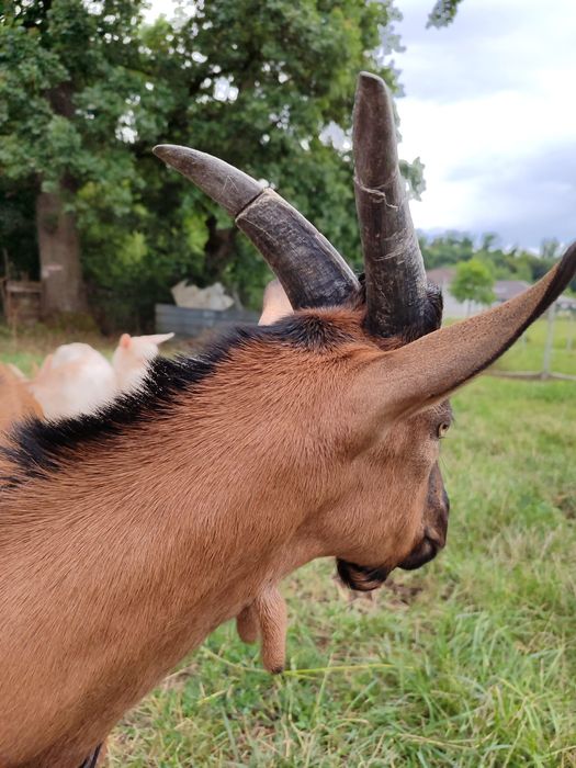 Tap tânăr, sănătoas și viguroas – ideal pentru reproducere sau turma