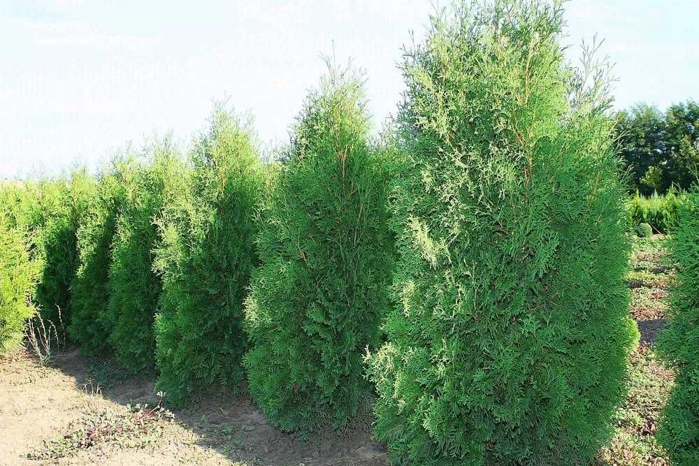 Западна туя Фастигиата (Thuja occidentalis Fastigiata)