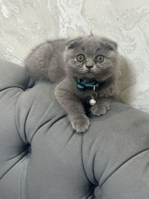 Meksika dam olish realiti-shousidagi porno