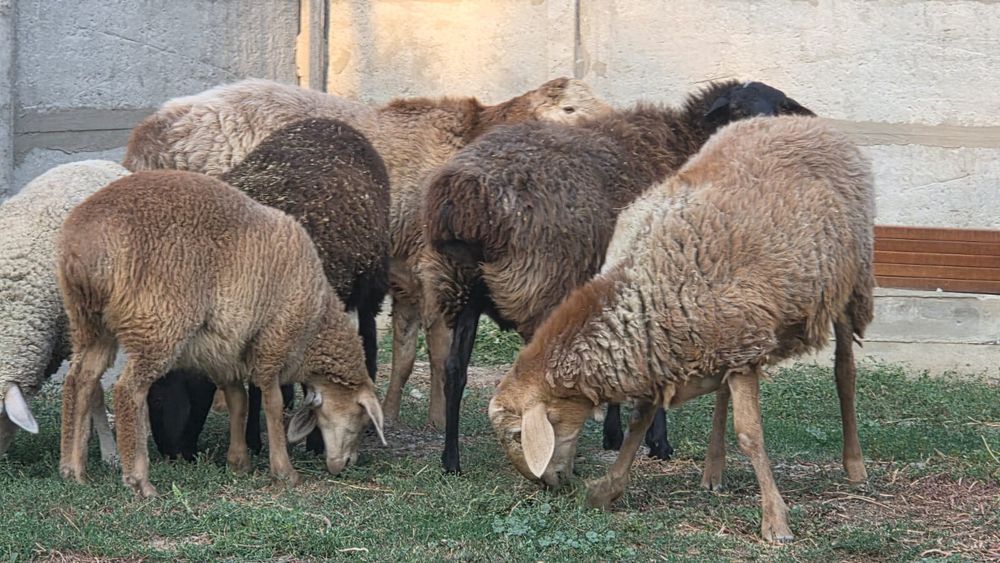 Продам боранов  кошкар арашановский