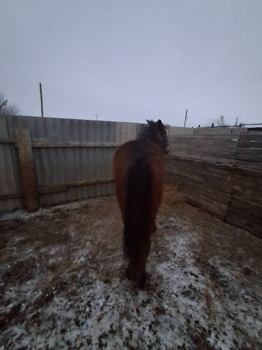 Тай еркек. Сатылады