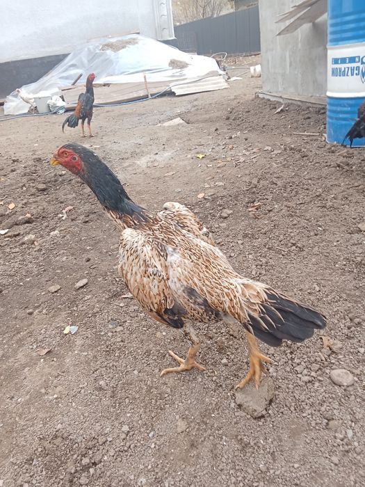 Курица даканка куры