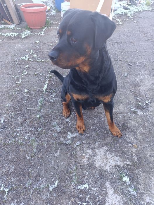 Ротвайлер - бебета