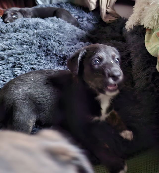 Donez catei mama doberman tata metis