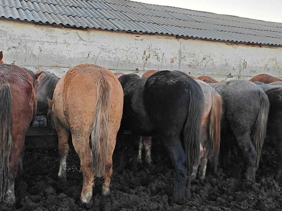 Жеребчики на откорме