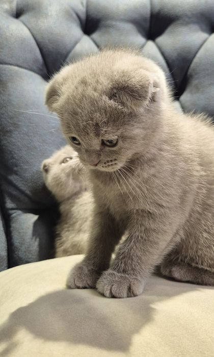 Продаются котята (Super Scottish Fold)