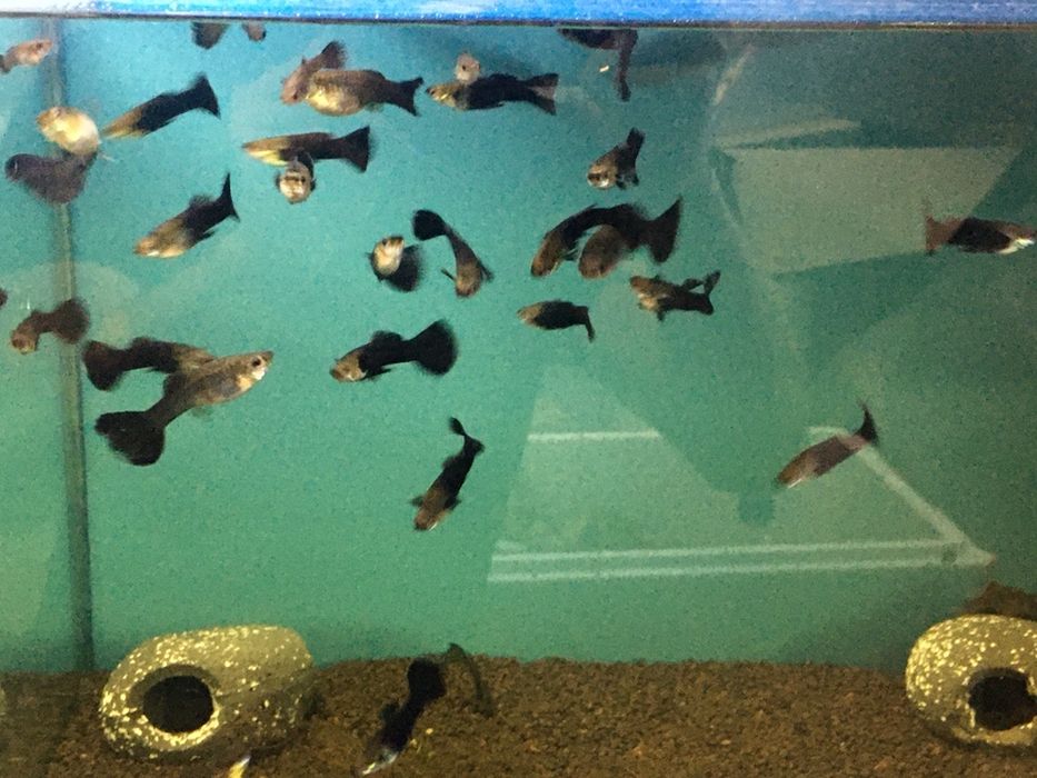 Tetra Diskus galeti de 10 L- hrana pesti. Fulgi , purec uscat, pesti