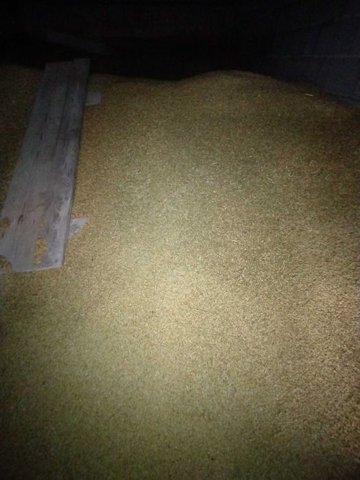 VÂND ORZOAICĂ CASANOVA C2 și grau PG 102 recolta 2025 C2