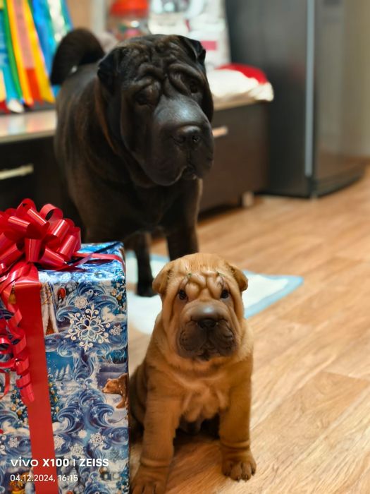 Продам щенков шарпея,рассрочка каспи