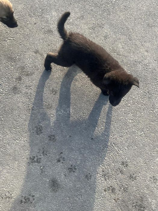 Щенки на выбор общий 8 щенков