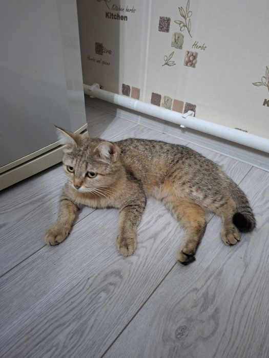 Милые котята даром