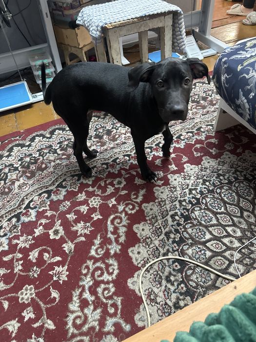 Продам сабаку не дорого