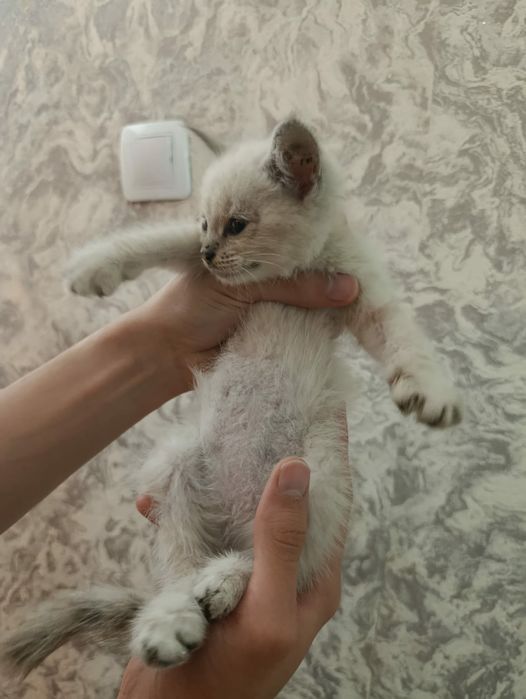 Котенок        .