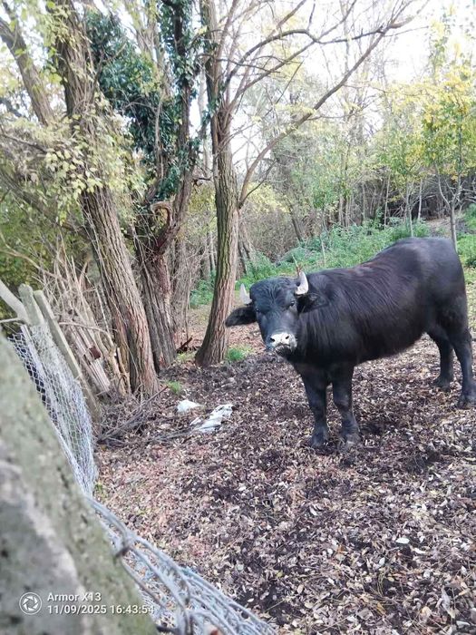 Продавам 1/2 Малак