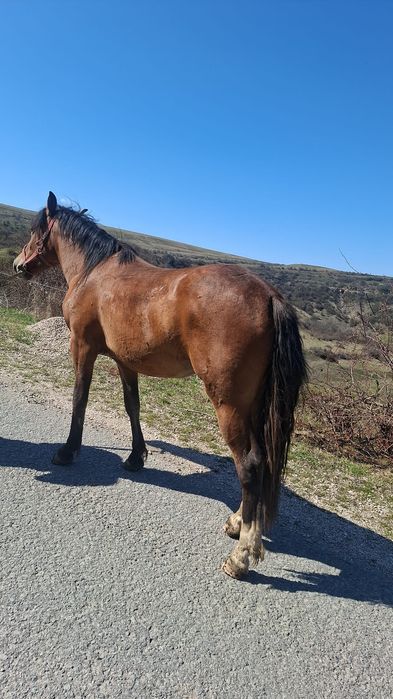 Vand manza de un an si doua luni