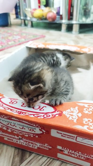 Отдам котят бесплатно