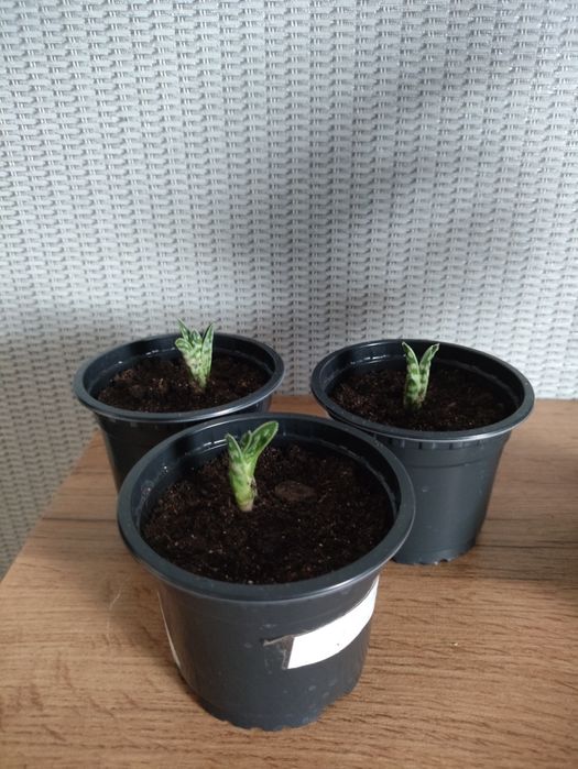 Зефирантес(подснежник), абутилон