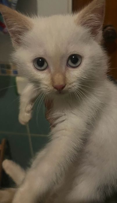 Котенок Сиамский