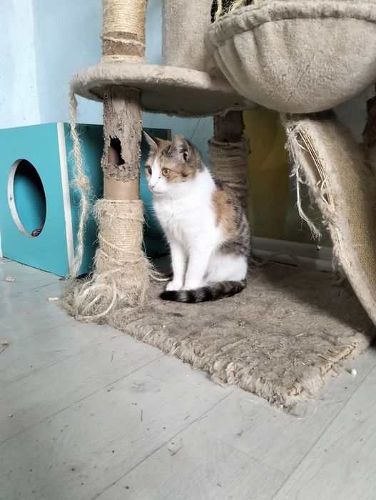 Чудо котятки красавчики